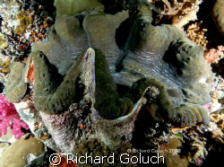 Giant Clam-Palau by Richard Goluch 